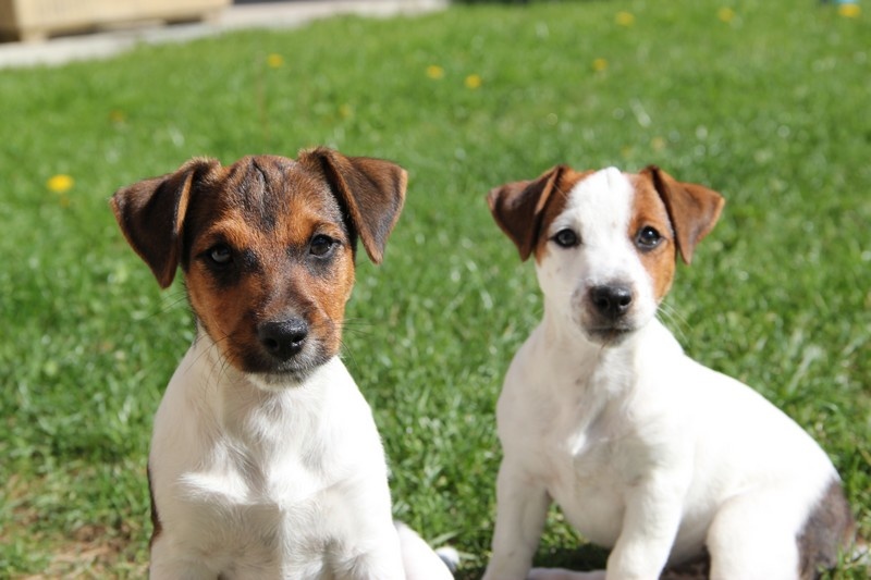 Terra Dumbis - Jack Russell Terrier - Portée née le 20/06/2012