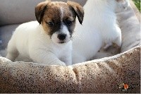 Terra Dumbis - Jack Russell Terrier - Portée née le 25/09/2018