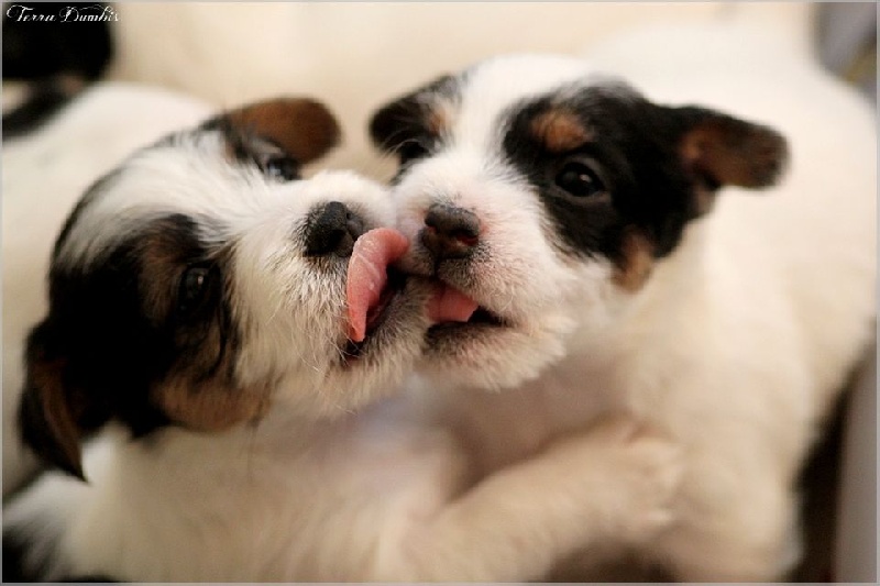 Terra Dumbis - Jack Russell Terrier - Portée née le 23/11/2014